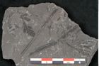 Foto (Detailansicht) von Sphenopteris elegans Brongniart (NHMW-GEO-2024-0188-10794)